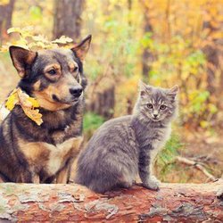 Skyline Animal Clinic