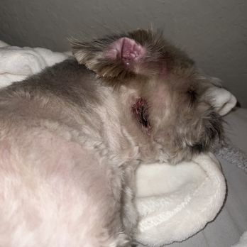 Ann's Pet Grooming - Pet Groomers Near Me - Brea, California