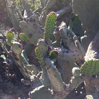 Echo Mountain via the Sam Merrill Trail - Cactus Regeneration - Parks Near Me - Altadena, California Echo Mountain via the Sam Merrill Trail - Cactus Regeneration - Parks Near Me - Altadena, California