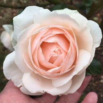 Rosegoldocean - Reiki Near Me Rosegoldocean - Reiki Near Me