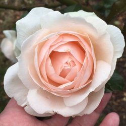 Rosegoldocean