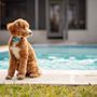 Poodles of Tampa Bay