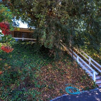 City Wide Landcare - Before: Large Chinese Elm - Tree Services Near Me City Wide Landcare - Before: Large Chinese Elm - Tree Services Near Me