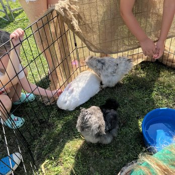 Steppin'out Ponies - Bunnies! And chickens! - Party & Event Planning Near Me Steppin'out Ponies - Bunnies! And chickens! - Party & Event Planning Near Me