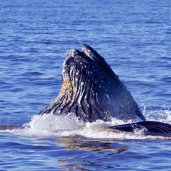 Blue Ocean Whale Watch - Blue Ocean Whale Watch - Whale Watching Tours Near Me - Moss Landing, California