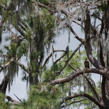 Premier Boat Tours - a baby bald eagle seen alongside the lake - Boat Tours Near Me - Mount Dora, Florida Premier Boat Tours - a baby bald eagle seen alongside the lake - Boat Tours Near Me - Mount Dora, Florida