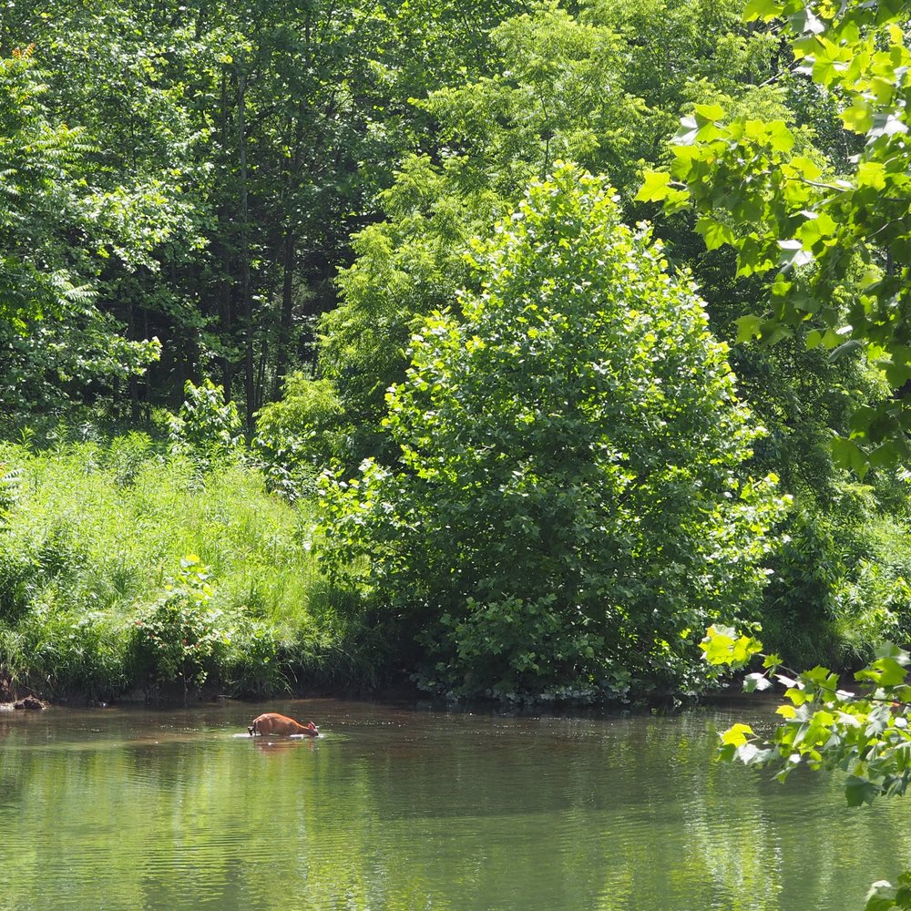 Big Bend Campground - Deer spotted in the water on the drive to Big Bend Campground. - Campgrounds Near Me - Upper Tract, West Virginia Big Bend Campground - Deer spotted in the water on the drive to Big Bend Campground. - Campgrounds Near Me - Upper Tract, West Virginia