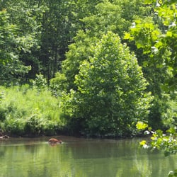 Big Bend Campground - Deer spotted in the water on the drive to Big Bend Campground.