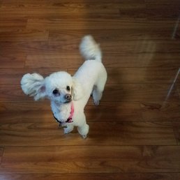 Pom poms, afro, clean face, feet and body. Super cute!!! She had bows too but this pic is 2 days post cut and she ripped them off. Pom poms, afro, clean face, feet and body. Super cute!!! She had bows too but this pic is 2 days post cut and she ripped them off.