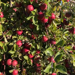 Pochuck Valley Farms Market and Deli - Pick Your Own Starts 8/24 - 10/31 Apples, Peaches, Pears, Plums