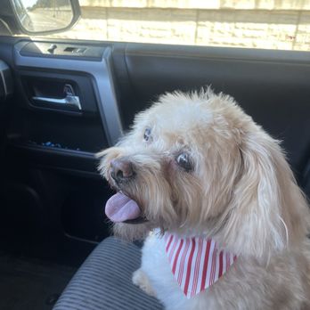 Pet Bath & Beyond - Honey girl!! - Pet Groomers Near Me - San Antonio, Texas Pet Bath & Beyond - Honey girl!! - Pet Groomers Near Me - San Antonio, Texas