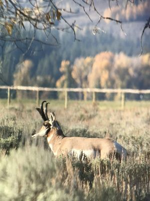 Jackson Hole EcoTour Adventures by null