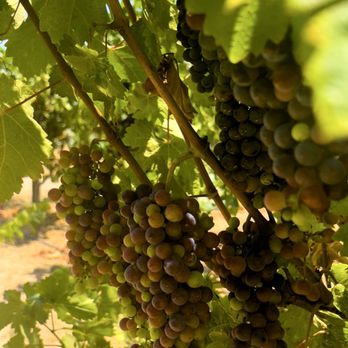Adobe Hill Winery - Last one ;-) - Wineries Near Me - Fallbrook, California