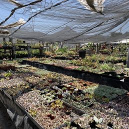 Rows upon rows of succulents!