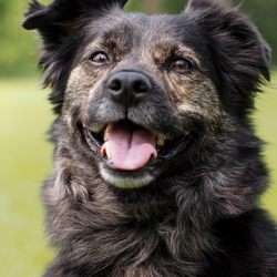 Sits & Wiggles Pet Care