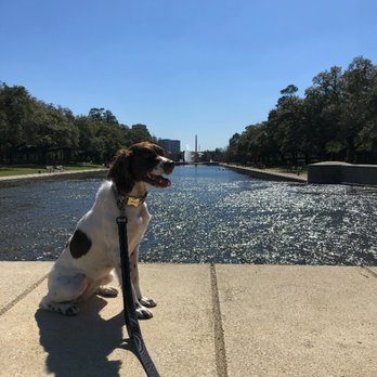 Shady Waggers - Dog Walkers Near Me