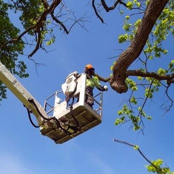 AAI Tree Service - Tree Services Near Me - Epping, New Hampshire AAI Tree Service - Tree Services Near Me - Epping, New Hampshire