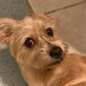 Oh My Dog - Red eye, he didn't have this before. - Pet Groomers Near Me - Kearny, New Jersey