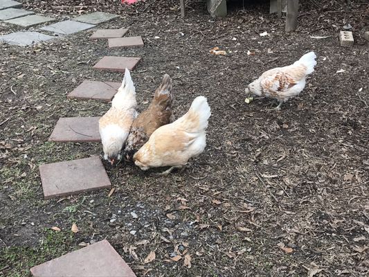 Photo of The Inn of the Patriots - Grover, NC, US.