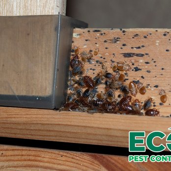 Eco Pest Control - Pest Control Near Me - Port Huron, Michigan Eco Pest Control - Pest Control Near Me - Port Huron, Michigan