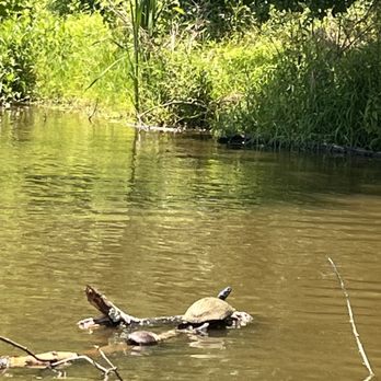 Colonial Park - Tortoises on a log in the lake - Parks Near Me - Franklin Township, New Jersey