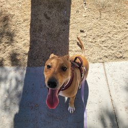 Notorious Yard Maintenance And Poop Scoop