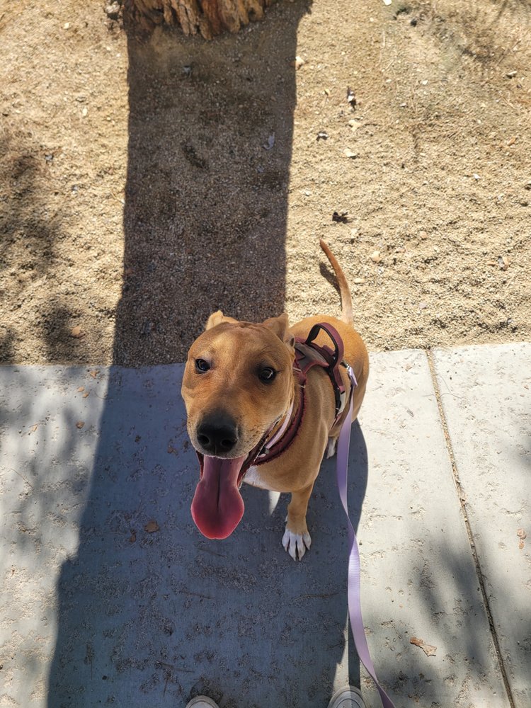 Notorious Yard Maintenance And Poop Scoop - pet boarding facility in Las Vegas, NV