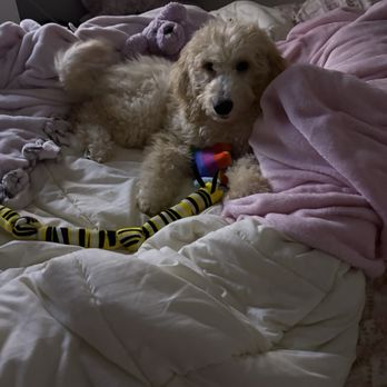 1. Pettito