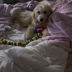 Pettito