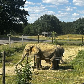 Six Flags Safari - Summer 2024 - Amusement Parks Near Me - Jackson Township, New Jersey Six Flags Safari - Summer 2024 - Amusement Parks Near Me - Jackson Township, New Jersey