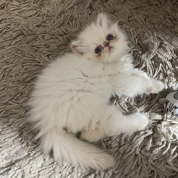 Kingsley Kittens - Pet Breeders Near Me