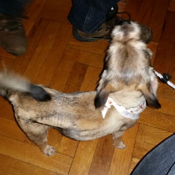 Master Pups - Patches were left - Pet Groomers Near Me - Flushing, New York
