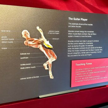 Body Worlds Exhibit - Museums Near Me - Boston, Massachusetts