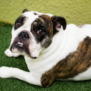 Lush Dog Resort - Lola with her beautiful smile - Pet Groomers Near Me - Jupiter, Florida