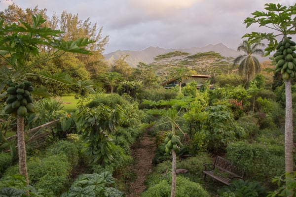 Kauai Farmacy by null
