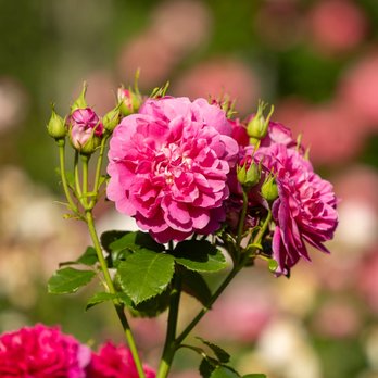 Diego’s Garden Services - The Secret to Beautiful Roses? Proper Pruning - Gardeners Near Me Diego’s Garden Services - The Secret to Beautiful Roses? Proper Pruning - Gardeners Near Me