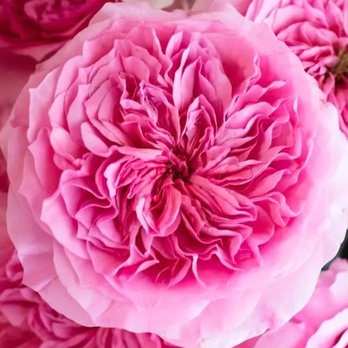 David Austin Roses - This is what they look like after several days! Most beautiful roses ever! - Florists Near Me - Tyler, Texas David Austin Roses - This is what they look like after several days! Most beautiful roses ever! - Florists Near Me - Tyler, Texas