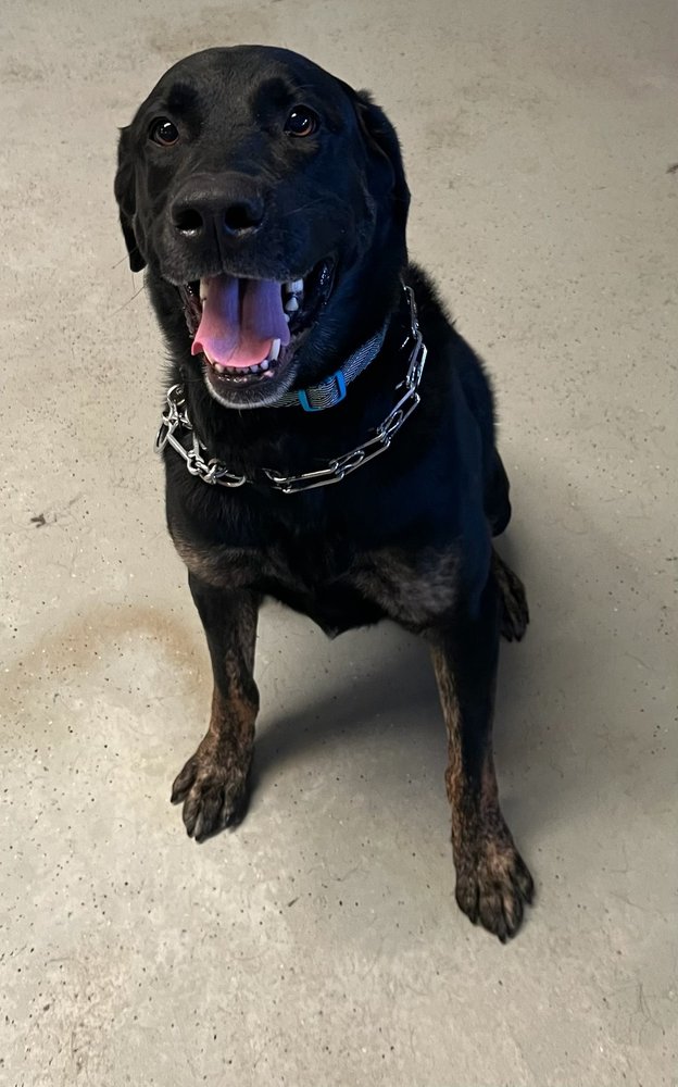 JAMESTOWN PET HOTEL Updated August 2024 9915 Victoria Way