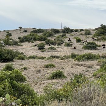 Catalina Adventure Tours - Lots of "Bison" - Tours Near Me - Avalon, California