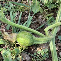 Lyn Gardens - Baby pumpkin growing on the vine.