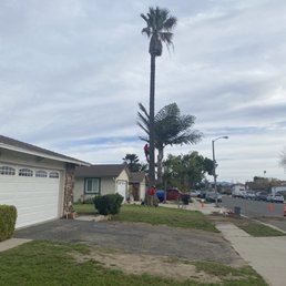 Palm tree Palm tree