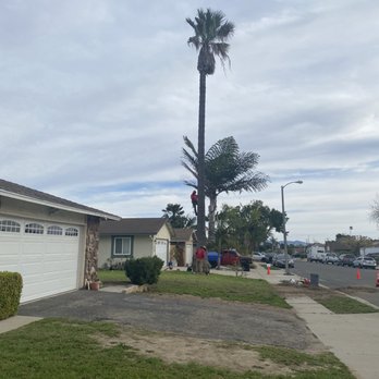 Natural Concept Tree Care - Palm tree - Tree Services Near Me - Santa Barbara , California Natural Concept Tree Care - Palm tree - Tree Services Near Me - Santa Barbara , California
