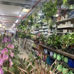 Mushtari Hardware and Garden - Live plants inside