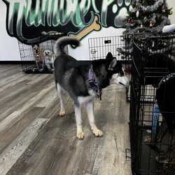 Scarlet loves socializing with other pups!!