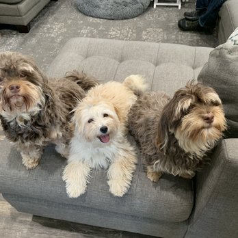 Once Upon A Havanese - Havanese dogs - Pet Breeders Near Me Once Upon A Havanese - Havanese dogs - Pet Breeders Near Me