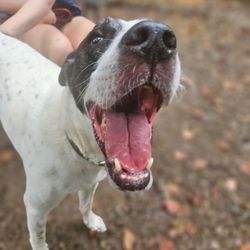 Four Seasons Pet Resort - Duke  Four Seasons