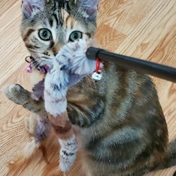 Animal Hospital of Millville - IVY