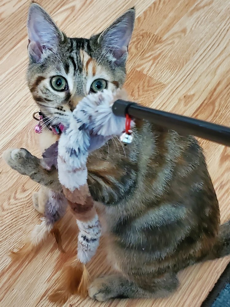 ANIMAL HOSPITAL OF MILLVILLE Updated October 2024 12 Reviews 60