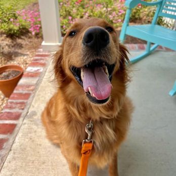 K9 Krewe Pet Care - Dog Walkers Near Me K9 Krewe Pet Care - Dog Walkers Near Me