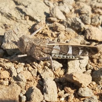 Calavera Lake - Camouflaged grasshoppers let you get close if you're quiet and move slowly... - Hiking Near Me - Carlsbad, California